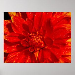 Huis van Oranje dahlia Poster
