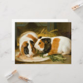 Huisdier cavia's voederen kaart (Voorkant / Achterkant in situ)