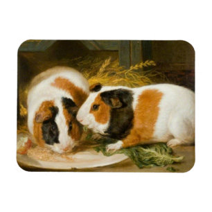 Huisdier cavia's voederen magneet