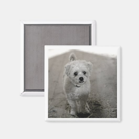 Huisdier FOTO Tijdloze Keepsake Hond Mama Papa Leu Magneet (Voorkant / Achterkant)