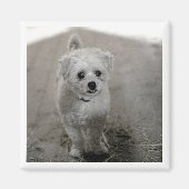 Huisdier FOTO Tijdloze Keepsake Hond Mama Papa Leu Magneet (Voorkant)