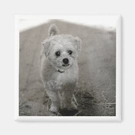 Huisdier FOTO Tijdloze Keepsake Hond Mama Papa Leu Magneet