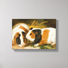 Huisdieren Cavia's Feeding (door James Ward) Canvas Afdruk
