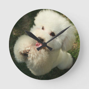Huisdieren, hond, poedel ronde klok