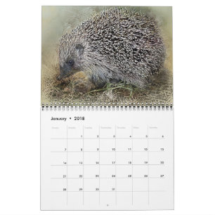 Huisdieren Wilde Dieren Liefde Lotsbestemming Lots Kalender
