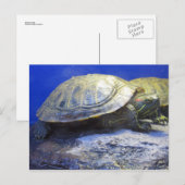 huisdierenwinkel schildpad briefkaart (Voorkant / Achterkant)
