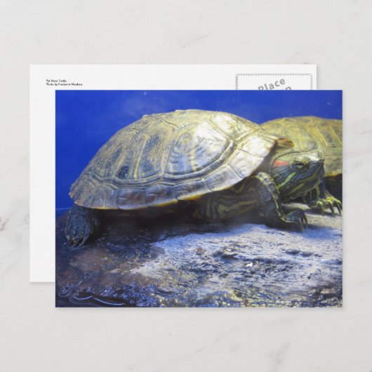 huisdierenwinkel schildpad briefkaart (Voorkant / Achterkant)