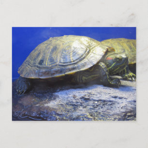 huisdierenwinkel schildpad briefkaart