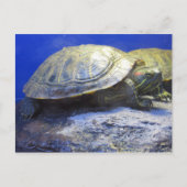 huisdierenwinkel schildpad briefkaart (Voorkant)