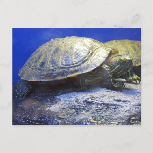 huisdierenwinkel schildpad briefkaart (Voorkant)