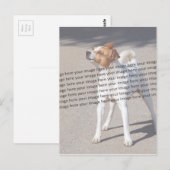 Huisdierfoto ✨ Mooie op maat gemaakte foto Briefkaart (Voorkant / Achterkant)