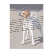 Huisdierfoto ✨ Mooie op maat gemaakte foto