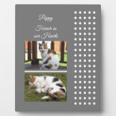 Huisdierherinnering kat grijs en wit foto's toevoe fotoplaat (Voorkant)