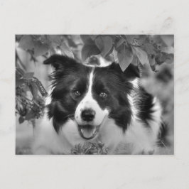 Huisdierhond speelt in een bladrijk bos briefkaart