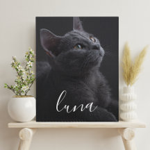 Huisdierkat Foto Naam