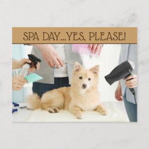 Huisdierverzorging Spa Dag Ansichtkaart Briefkaart