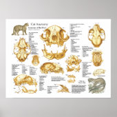 Huishoudelijke kat Anatomie Poster (Voorkant)