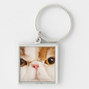 Huishoudelijke kat. Calico Harlequin Persian Dicht Sleutelhanger
