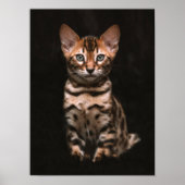 Huishoudelijke kat Kitten Leopard Spots Poster (Voorkant)