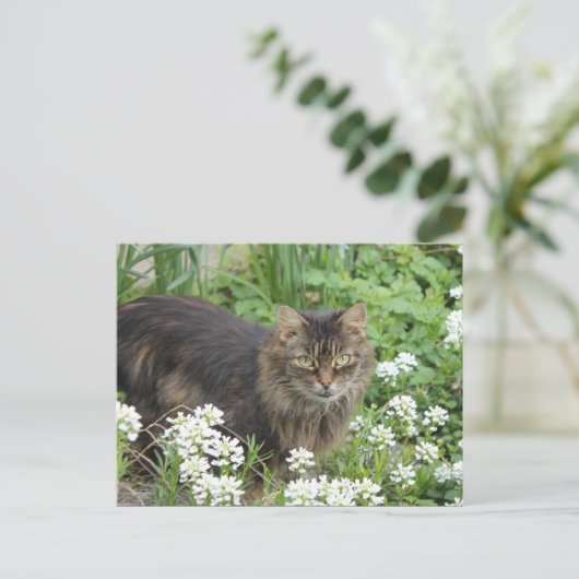 Huishoudelijke, langkorrelige katten briefkaart (Staand voorkant)