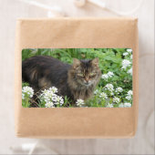 Huishoudelijke, langkorrelige katten etiket (Insitu)