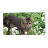 Huishoudelijke, langkorrelige katten etiket (Voorkant)