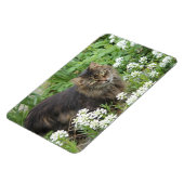 Huishoudelijke, langkorrelige katten magneet (Linkerzijde)