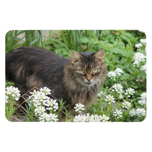 Huishoudelijke, langkorrelige katten magneet (Horizontaal)