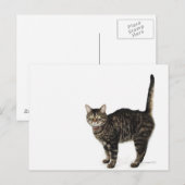 Huishoudelijke mannetjes met staande kat briefkaart (Voorkant / Achterkant)