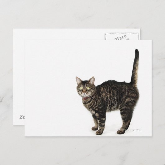 Huishoudelijke mannetjes met staande kat briefkaart (Voorkant / Achterkant)