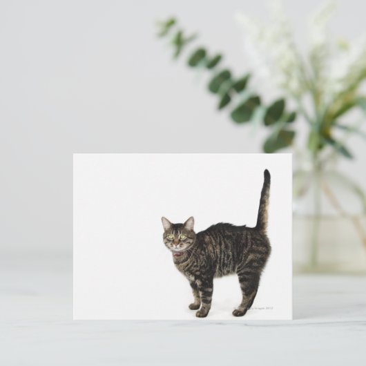 Huishoudelijke mannetjes met staande kat briefkaart (Staand voorkant)