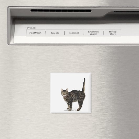 Huishoudelijke mannetjes met staande kat magneet (Insitu (Vaatwasser))