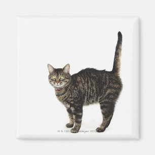 Huishoudelijke mannetjes met staande kat magneet