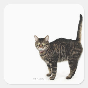 Huishoudelijke mannetjes met staande kat vierkante sticker