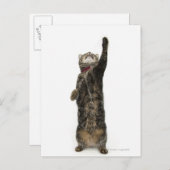 Huishoudelijke tabletkat op twee poten briefkaart (Voorkant / Achterkant)