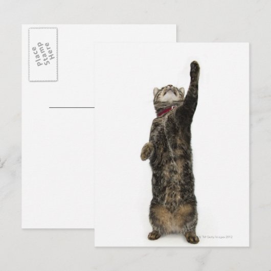 Huishoudelijke tabletkat op twee poten briefkaart (Voorkant / Achterkant)