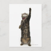 Huishoudelijke tabletkat op twee poten briefkaart (Voorkant)