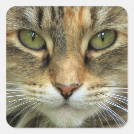 Huiskat met groene ogen portret sticker