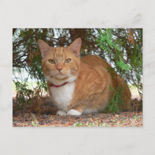 Huiskat Sinaas Oranje Tabby Briefkaart