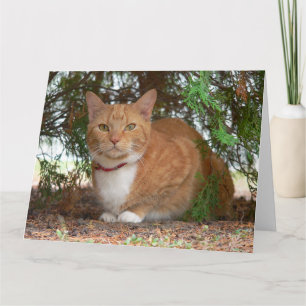 Huiskat Sinaas Oranje Tabby Kaart