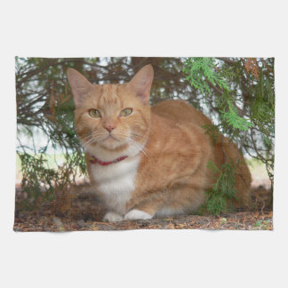 Huiskat Sinaas Oranje Tabby Theedoek