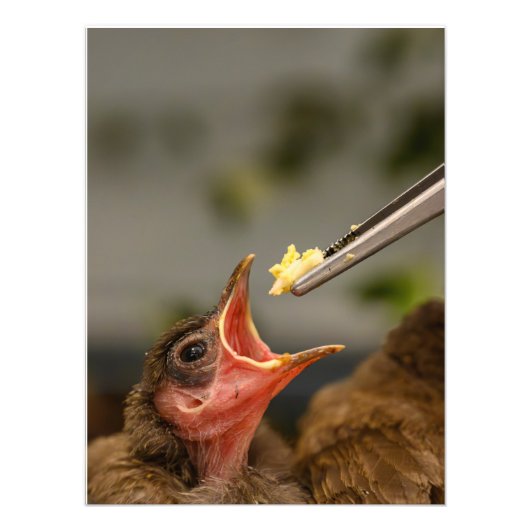 huismus nestelen Foto Uitbreiding Afdruk (Voorkant)