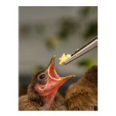 huismus nestelen Foto Uitbreiding Foto Afdruk (Voorkant)