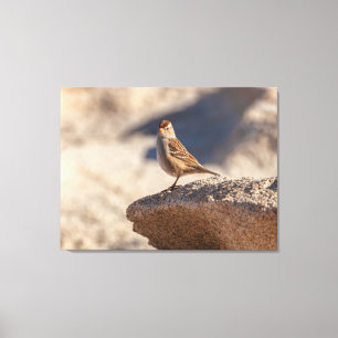 Huismus op de Rots Canvas Afdruk