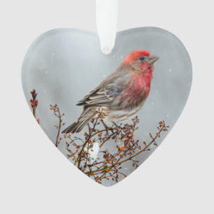 Huismusvink in Sneeuw - Originele Foto Ornament