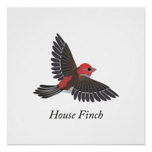 Huismusvink Poster