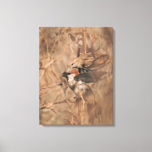 Huismusvogels in het voorjaar Natuurfotografie Canvas Afdruk