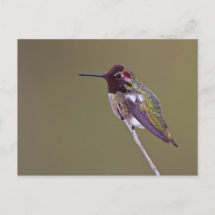 Huisvesting Briefkaart