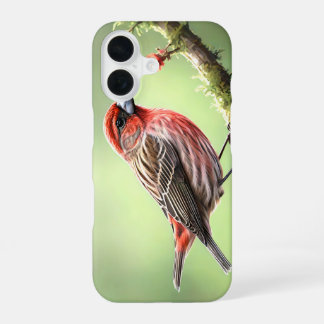 HUISVINK VOGEL ACHTERTUIN iPhone 16 HOESJE
