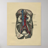 Humaan abdominale anatomie 1902 afdrukken poster (Voorkant)